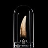 Elite Creature Collectibles Jurassic Park III Prop Replica 1/1 Spinosaurus Tooth 14 cm