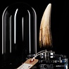 Elite Creature Collectibles Jurassic Park III Prop Replica 1/1 Spinosaurus Tooth 14 cm