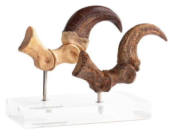 Elite Creature Collectibles Jurassic Park ECC Statue Velociraptor Foot Claw and Fossil Claw Set 20 cm