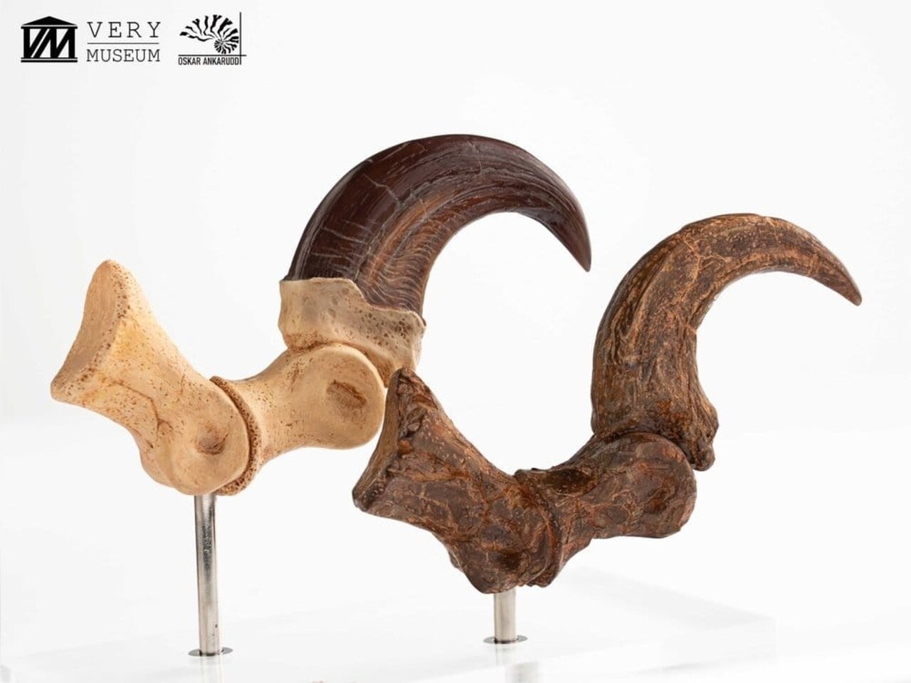 Elite Creature Collectibles Jurassic Park ECC Statue Velociraptor Foot Claw and Fossil Claw Set 20 cm