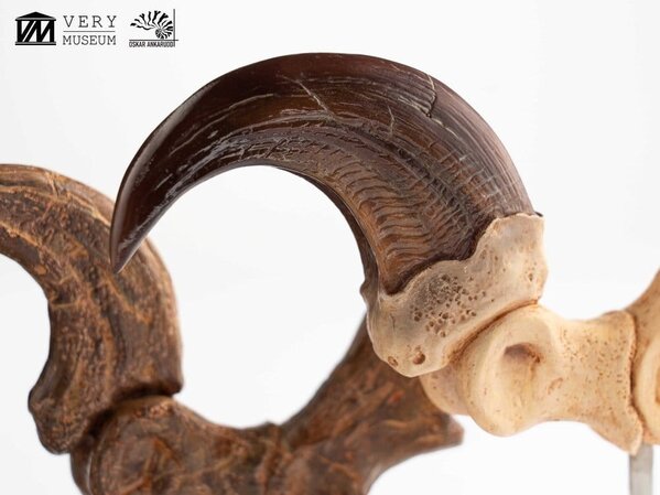 Elite Creature Collectibles Jurassic Park ECC Statue Velociraptor Foot Claw and Fossil Claw Set 20 cm