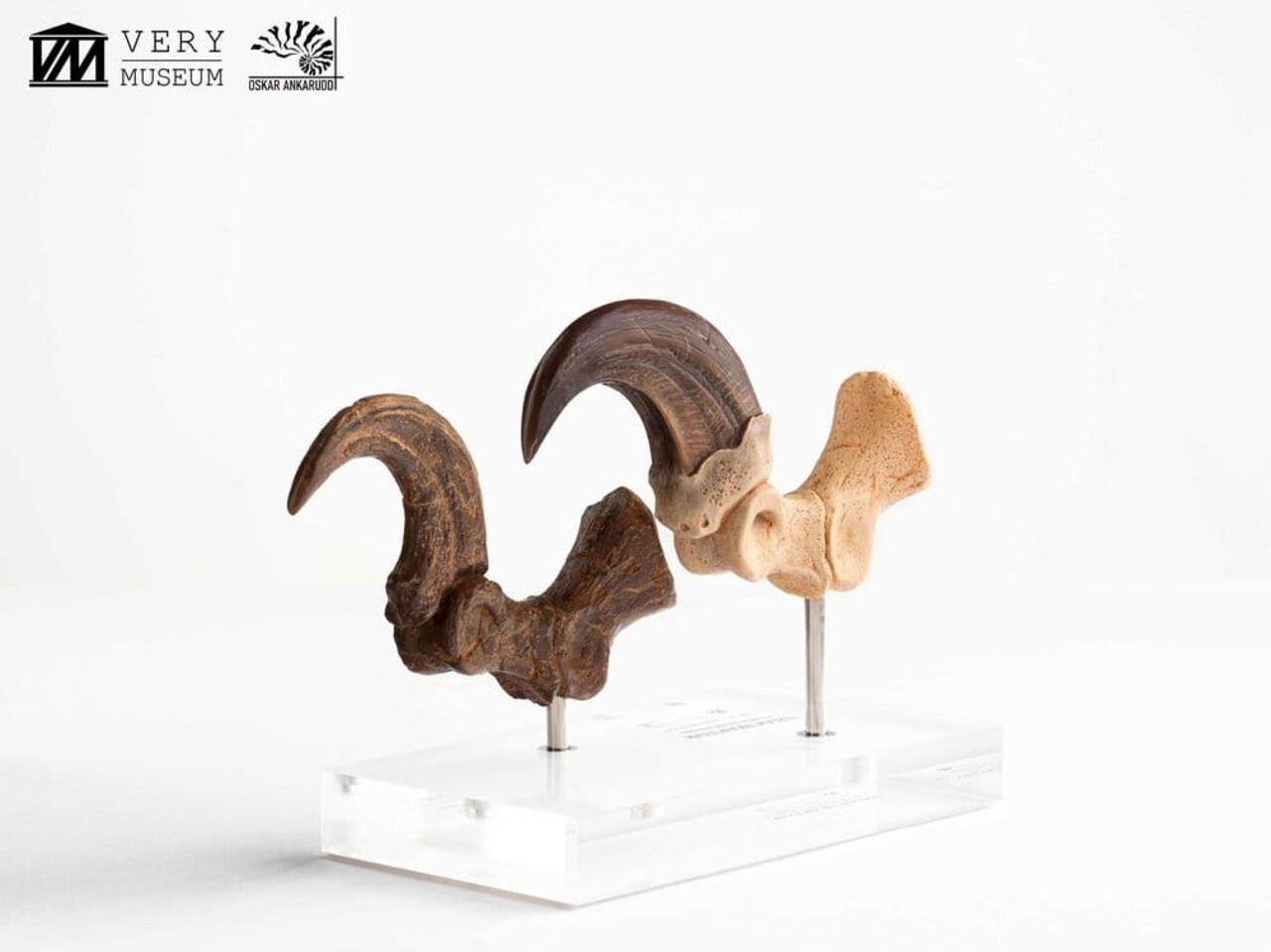 Elite Creature Collectibles Jurassic Park ECC Statue Velociraptor Foot Claw and Fossil Claw Set 20 cm