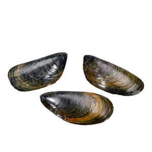 Bouchot mussels