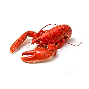 European lobster cooked