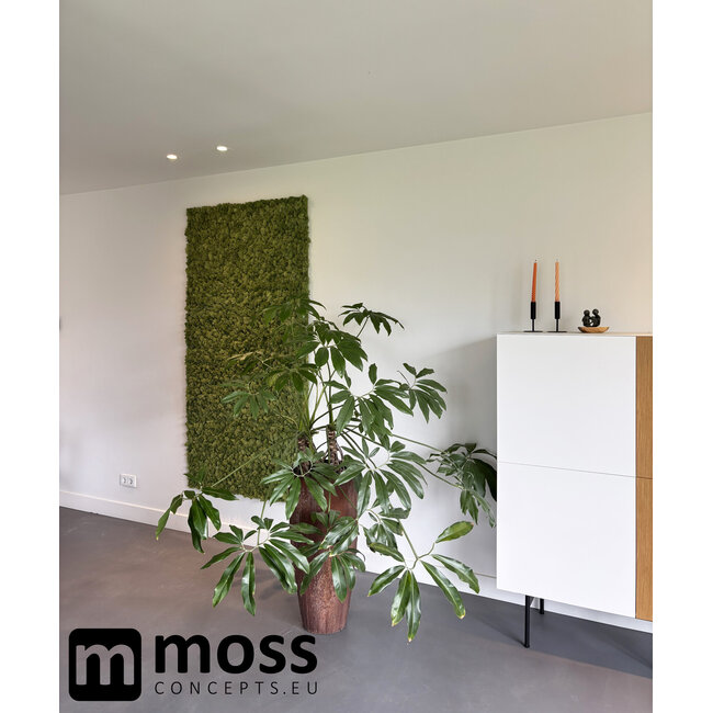 Rentiermoos Wandpaneel Mittelgrün