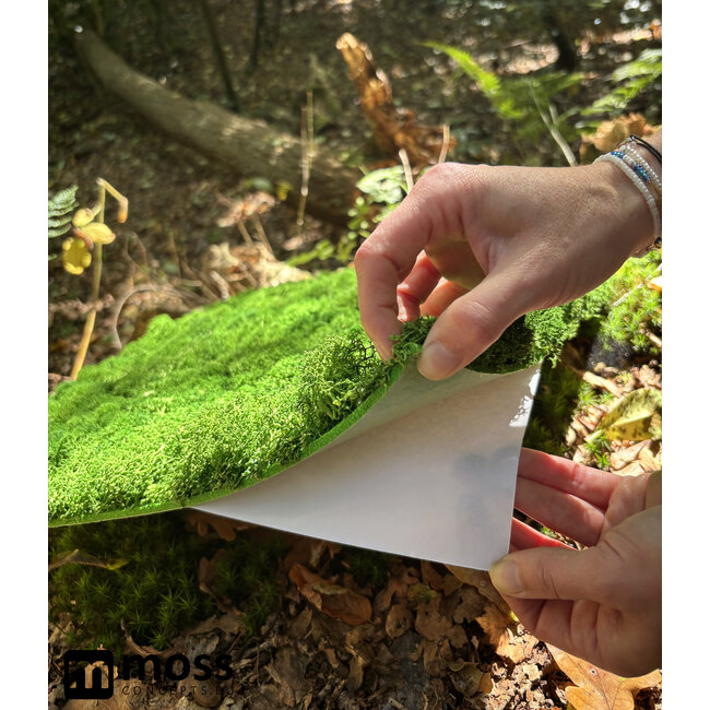 Rentiermoos Wandpaneel Frühlingsgrün