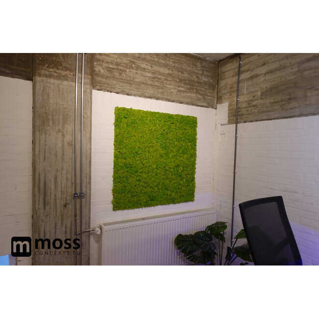 Rentiermoos Wandpaneel Frühlingsgrün