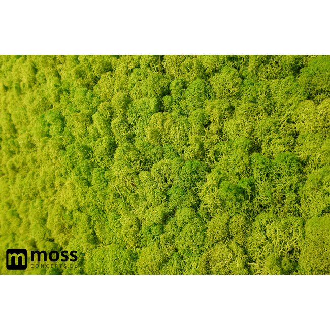 Rentiermoos Wandpaneel Frühlingsgrün