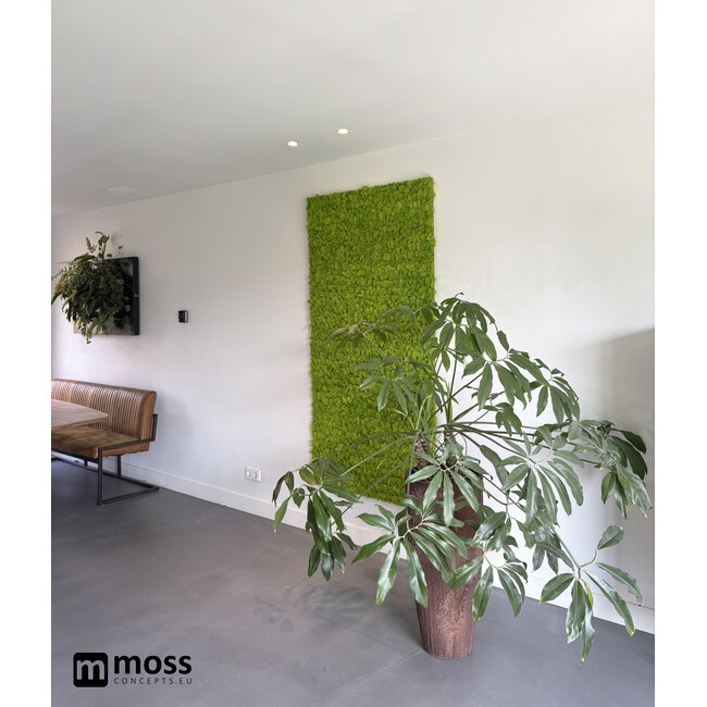 Rentiermoos Wandpaneel Frühlingsgrün