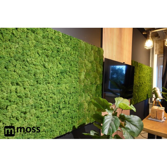 Kugelmoos Wandpaneel moosgrün