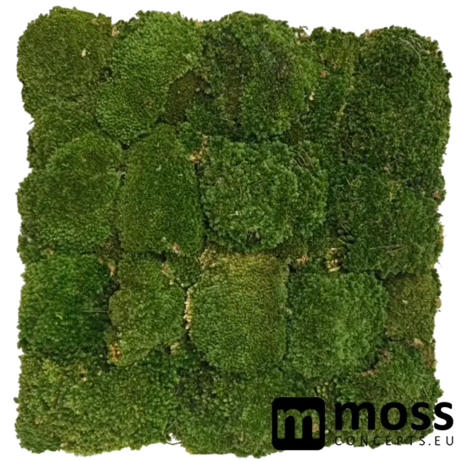 Kugelmoos Wandpaneel moosgrün