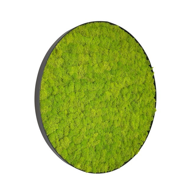 Moosbild Linn Metall 80cm.