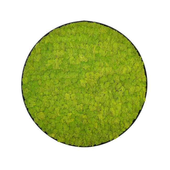 Moosbild Linn Metall 100cm.