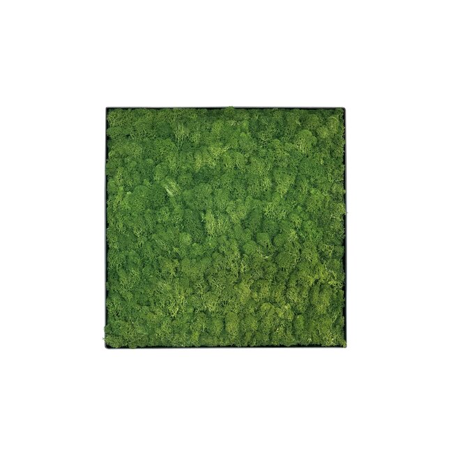 Moosbild Fay Metall 50x50cm.