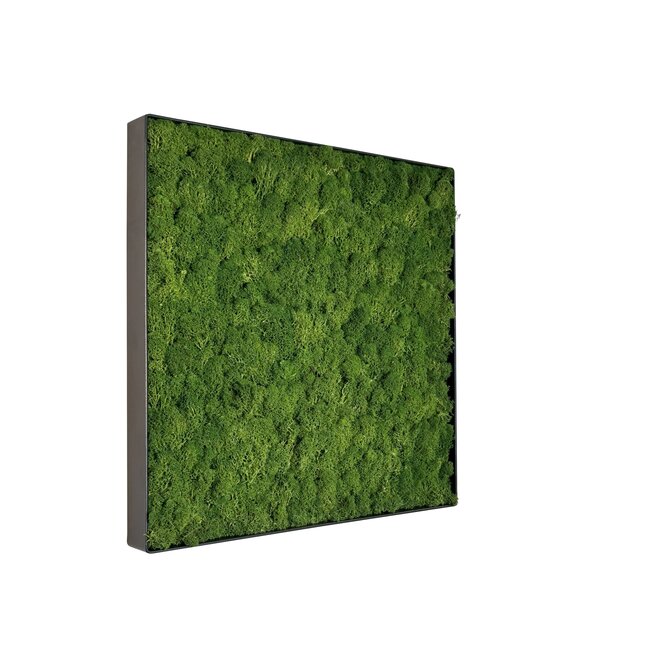 Moosbild Fay Metall 50x50cm.