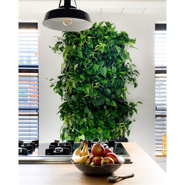 LivePanel PACK 2x3 – Das Komplettsystem für begrünte Wände