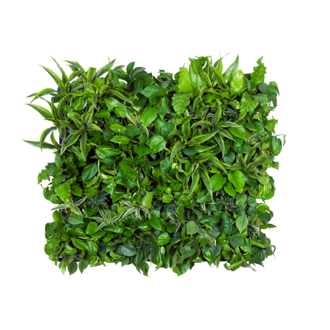 LivePanel PACK 3x2 – Das Komplettsystem für begrünte Wände