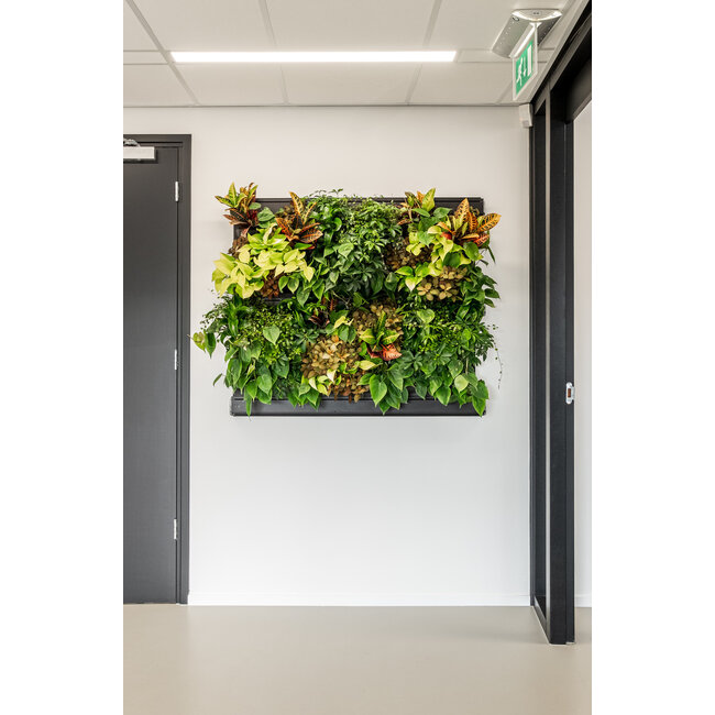 LivePanel PACK 3x2 – Das Komplettsystem für begrünte Wände