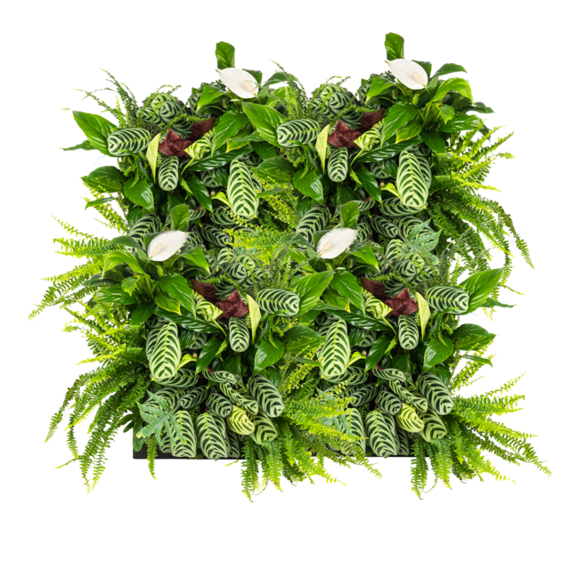 LivePanel PACK 2x2 – Das Komplettsystem für begrünte Wände