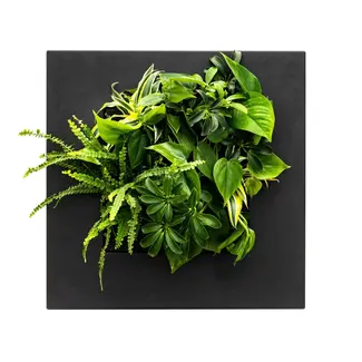 LivePicture GO Bambus schwarz, wandbild von lebenden Pflanzen