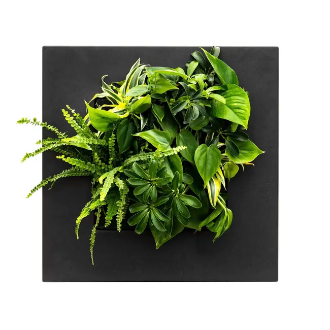 LivePicture GO Bambus schwarz, wandbild von lebenden Pflanzen