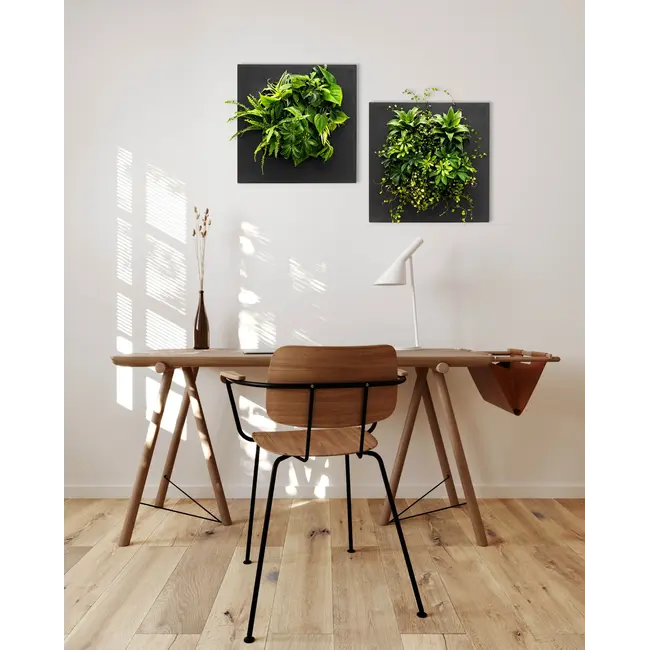 LivePicture GO Bambus schwarz, wandbild von lebenden Pflanzen