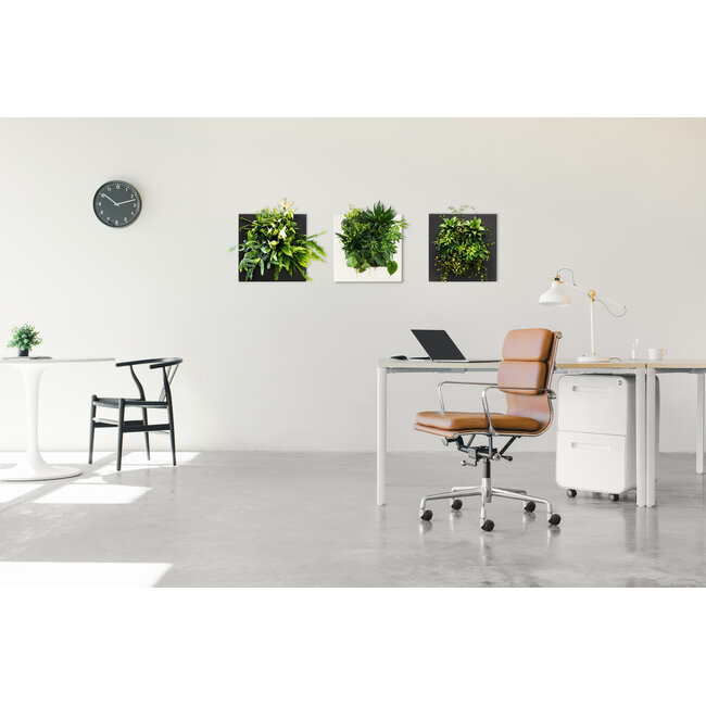 LivePicture GO Bambus schwarz, wandbild von lebenden Pflanzen