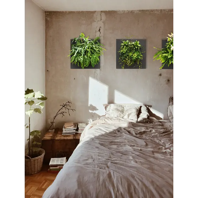 LivePicture GO Bambus schwarz, wandbild von lebenden Pflanzen