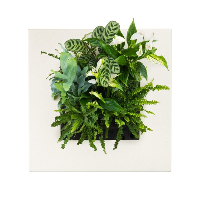 LivePicture GO Bamboo cremefarben