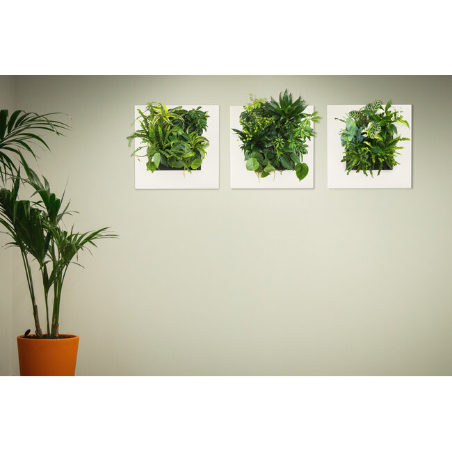 LivePicture GO Bamboo cremefarben