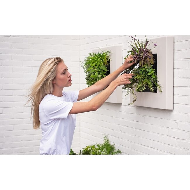 LivePicture GO Bamboo cremefarben