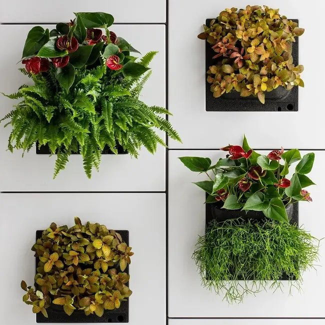 LivePicture GO weiß, wandbild von lebenden Pflanzen