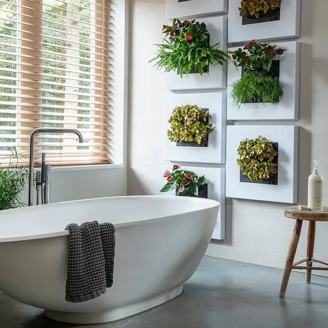 LivePicture GO weiß, wandbild von lebenden Pflanzen