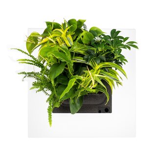 LivePicture GO weiß, wandbild von lebenden Pflanzen