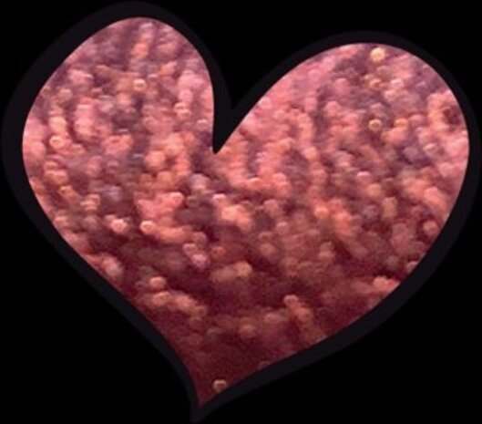 LoveNess LVS Pigment Snapdragon LoveNess LVS Pigment Snapdragon