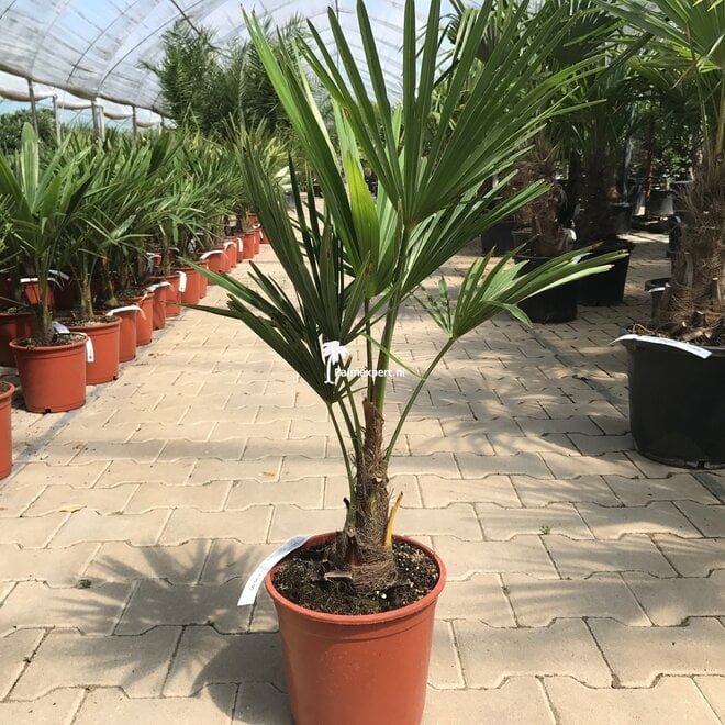 Trachycarpus fortunei -15 cm