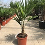 Trachycarpus fortunei (Chinese henneppalm) 15 cm stamhoogte