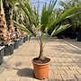 Trachycarpus fortunei (Chinese henneppalm) 20 cm stamhoogte