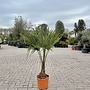 Trachycarpus fortunei (Chinese henneppalm) 20 á 30 cm stamhoogte