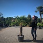 Trachycarpus fortunei (Chinese henneppalm) 70 cm stamhoogte
