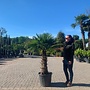 Trachycarpus fortunei (Chinese henneppalm) 80 cm stamhoogte