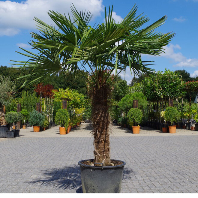 Trachycarpus fortunei - 100 cm