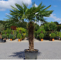 Trachycarpus fortunei (Chinese henneppalm) 100 cm stamhoogte