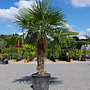 Trachycarpus fortunei (Chinese henneppalm) 110 cm stamhoogte