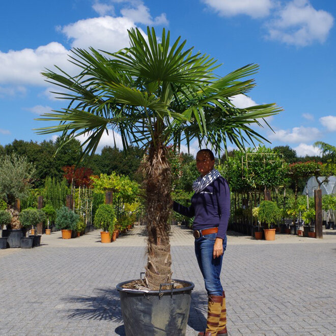 Trachycarpus fortunei (Chinese henneppalm) - 120 cm