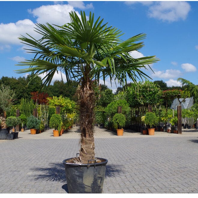 Trachycarpus fortunei - 120 cm