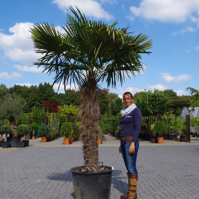 Trachycarpus fortunei (Chinese henneppalm) - 130 cm