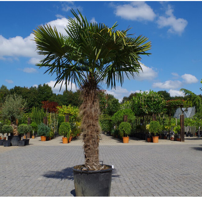 Trachycarpus fortunei - 130 cm