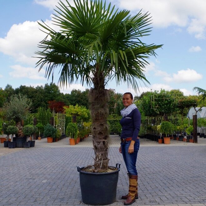 Trachycarpus fortunei (Chinese henneppalm) - 140 cm