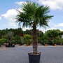 Trachycarpus fortunei (Chinese henneppalm) 140 cm stamhoogte